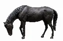 B1155R_01.webp