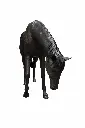 B1155R_02.webp