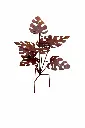 MD14242_01.webp