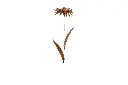 MD70037_01.webp