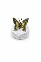 BS1547C_01.webp