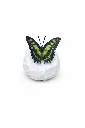 BS1549C_01.webp