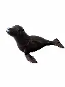 BS1537B_03.webp