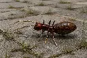 BS6311C (1).webp