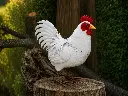 MD19157.webp