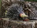 MD18203.webp