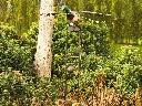 MD17138.webp