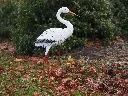 MD18223.webp