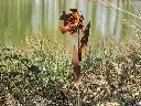 MD14194.webp