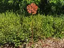 MD14148.webp