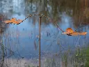 MD14141.webp