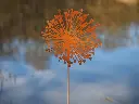 MD14138.webp