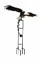 MD17506